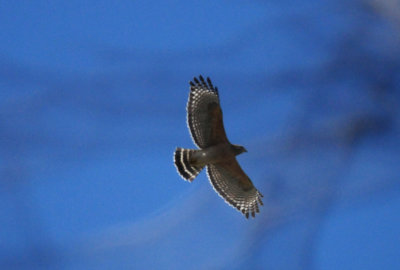 323redshoulderedhawkkkkkkkkkkkk.JPG