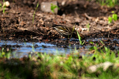 323pinesiskins444444444.JPG