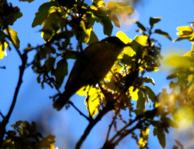 323vireo.JPG