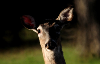 323whitetail3.JPG