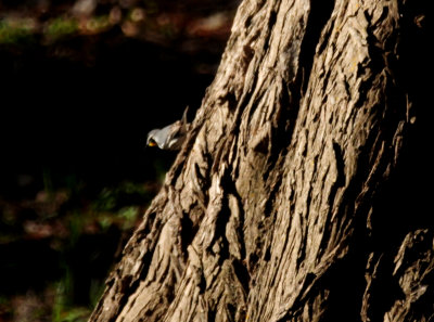 323yellowthroatedwarbler.JPG