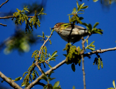 323pinesiskin3.JPG