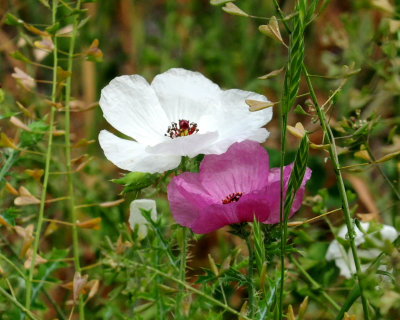 324flowers2222222.JPG