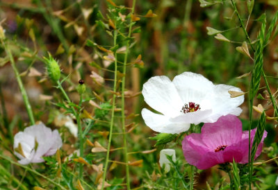 324flowers22.JPG