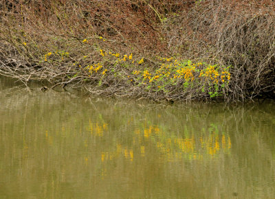 324yellowbush.JPG