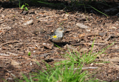 325yellowrumpedwarbler.JPG