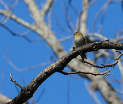 325americangoldfinch.JPG