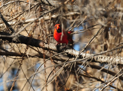 33cardinals.JPG