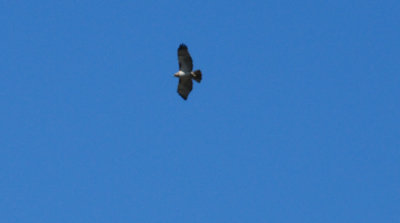 325redtail.JPG