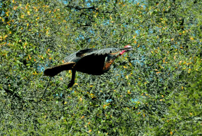 325wildturkeyflying.JPG