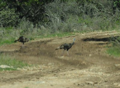 325wildturkeylmud.JPG