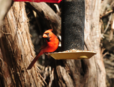 325ccardinal.JPG