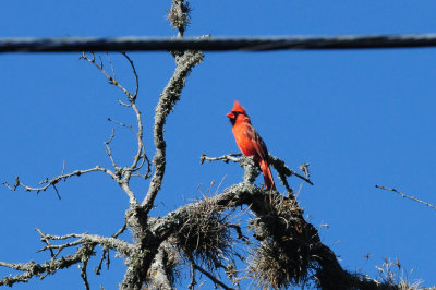 325cardinal1111111.JPG