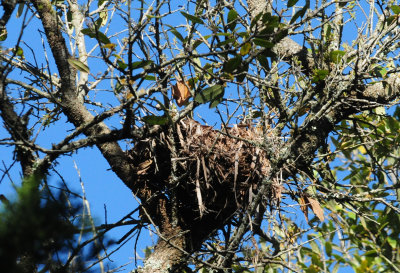 325nest.JPG