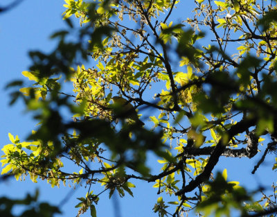 325warbler222222.JPG