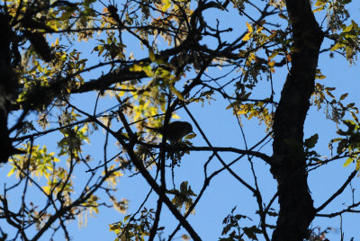 325bird.JPG