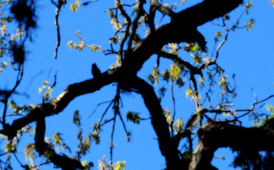 325hutton'svireo.JPG