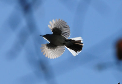 326bluegray2.JPG