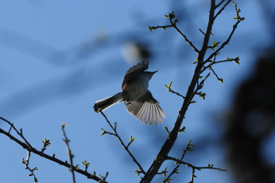 326bluegraygnatcatcher.JPG