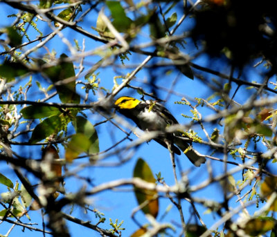 326GCWArbler2.JPG