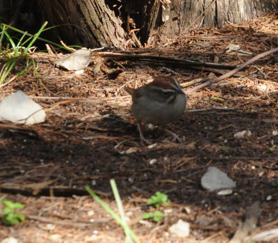 326roufouscrownedsparrow.JPG