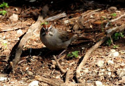326rufouscrownedsparrowzzzzzzzzzz.JPG