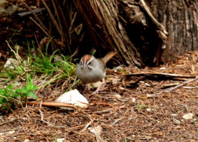 328rufous2222222.JPG