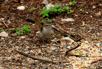 328olive sparrow zzzzzzzzz.JPG