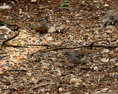 328rufouscrownedOlivesparrowz.JPG