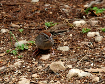 328rufouscrowned sparrow zzzzzzzz.JPG