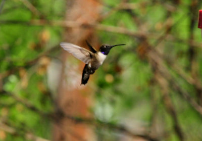 328blackchinnedhummingbirdzzzzzz.JPG