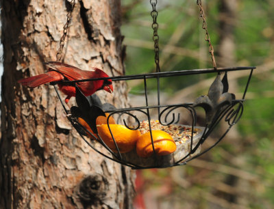 328cardinalzzzzzzz.JPG