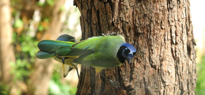 328greenjays.JPG