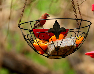 330housefinch.JPG