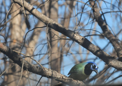 33greenjay.JPG