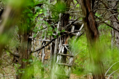 330treehouse.JPG