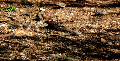 41finchesand sparrows.JPG