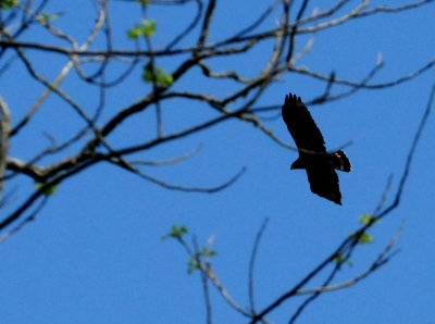 47zone-tailed hawk pecangrove neal's .JPG