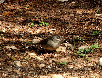 47rufous-crowned sparrow zzzzzzzzzzzzz.JPG