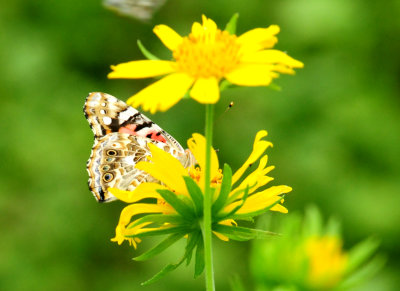 531cook'sslourghpaintedladycowpendaisys.JPG