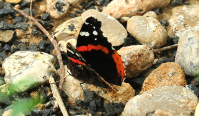 531cook'sslourghredadmiral.JPG