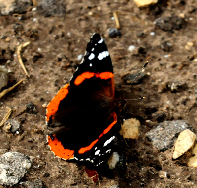 61cook'ssloughredadmiral.JPG