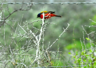 63countypaintedbunting9999999.JPG