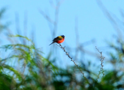 65county66666667paintedbunting.JPG