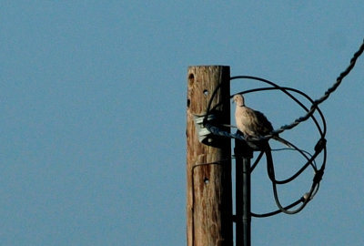 65countyeurasiancollareddove.JPG