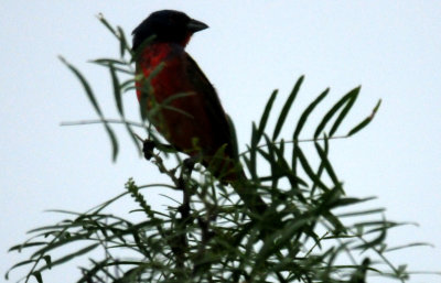 611countypaintedbunting4444.JPG