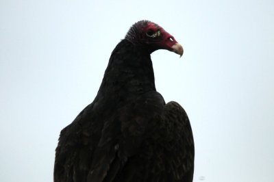 611countyturkeyvulture.JPG