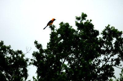 611countyhoodedoriole5.JPG