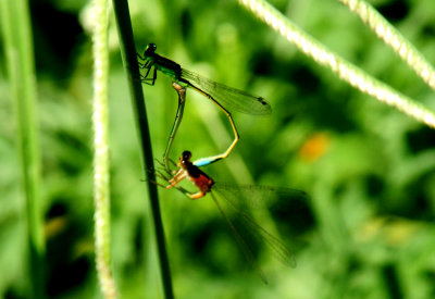 613cook'srambur'sforktail.JPG