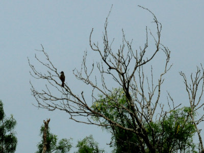 622countymyarchusflycatcher.JPG